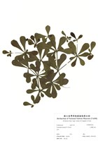 藏品(小葉欖仁樹)的圖片